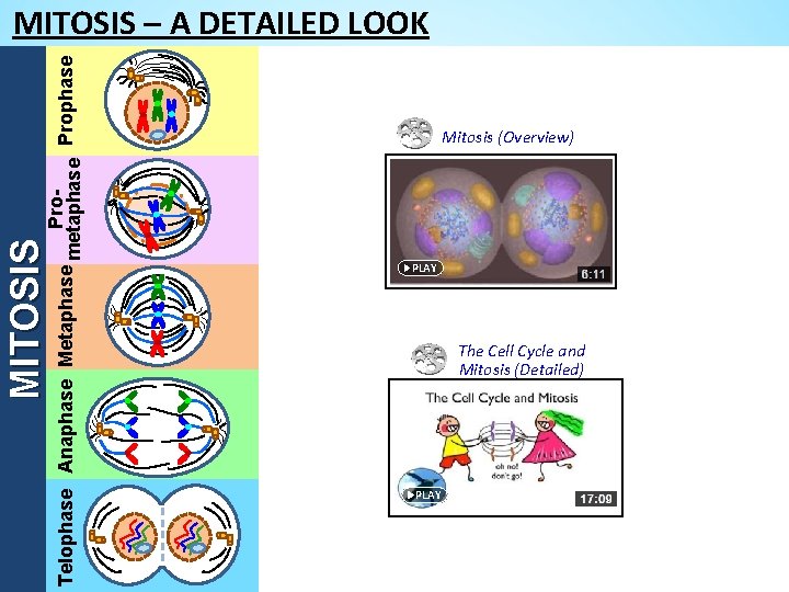 MITOSIS Pro. Telophase Anaphase Metaphase metaphase Prophase MITOSIS – A DETAILED LOOK Mitosis (Overview)