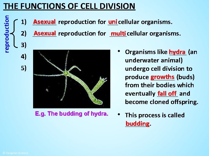 reproduction THE FUNCTIONS OF CELL DIVISION Asexual reproduction for ___cellular uni 1) _______ organisms.