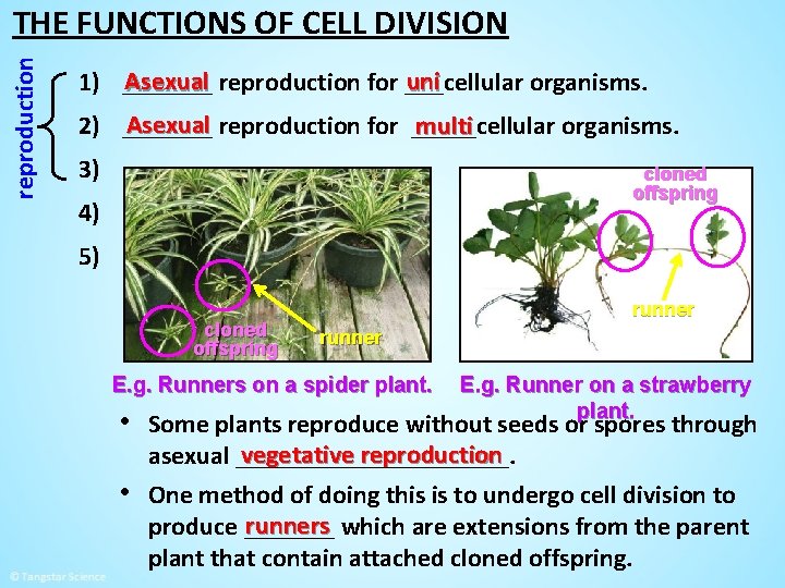 reproduction THE FUNCTIONS OF CELL DIVISION Asexual reproduction for ___cellular uni 1) _______ organisms.