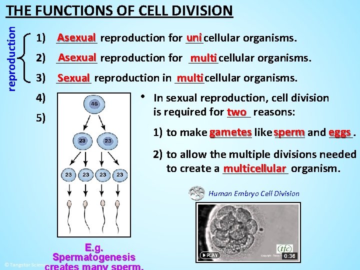 reproduction THE FUNCTIONS OF CELL DIVISION Asexual reproduction for ___cellular uni 1) _______ organisms.