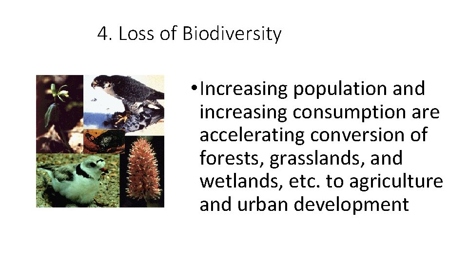 4. Loss of Biodiversity • Increasing population and increasing consumption are accelerating conversion of