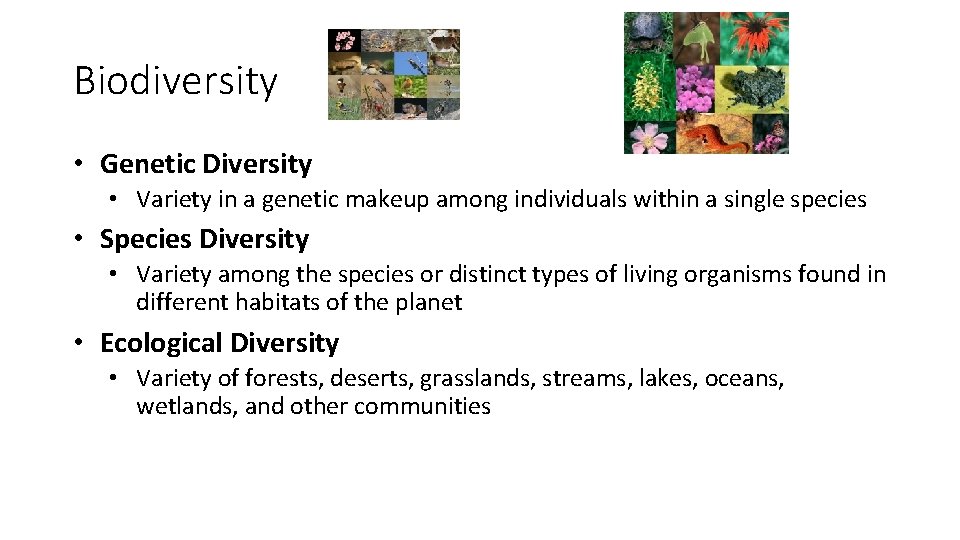 Biodiversity • Genetic Diversity • Variety in a genetic makeup among individuals within a