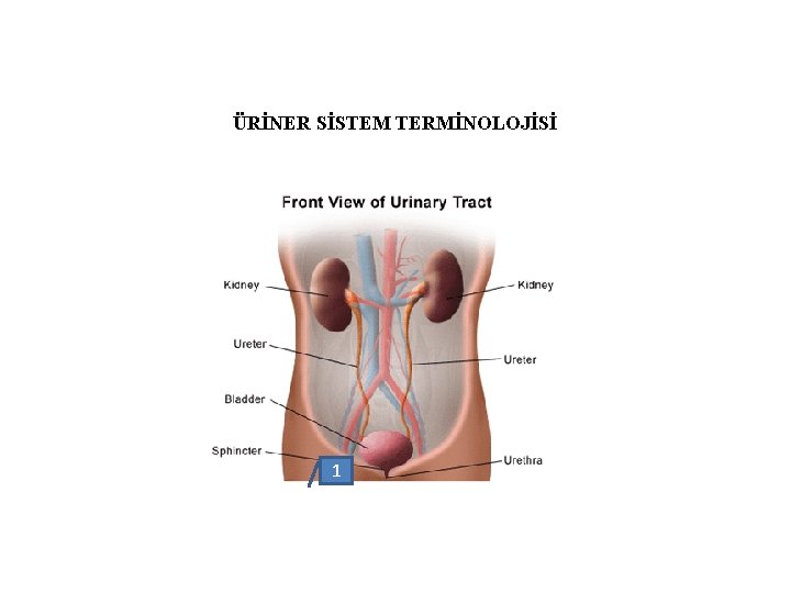 ÜRİNER SİSTEM TERMİNOLOJİSİ 1 