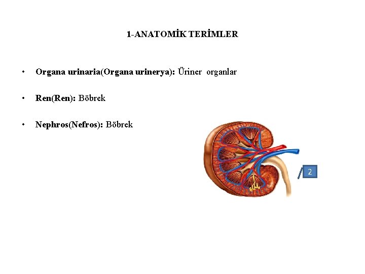 1 -ANATOMİK TERİMLER • Organa urinaria(Organa urinerya): Üriner organlar • Ren(Ren): Böbrek • Nephros(Nefros):