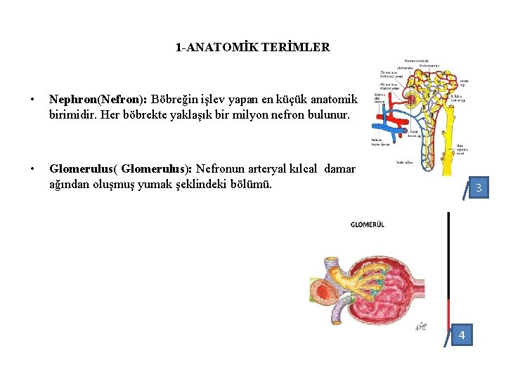 1 -ANATOMİK TERİMLER • Nephron(Nefron): Böbreğin işlev yapan en küçük anatomik birimidir. Her böbrekte