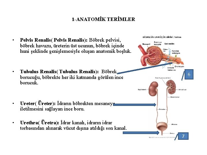 1 -ANATOMİK TERİMLER • Pelvis Renalis( Pelvis Renalis): Böbrek pelvisi, böbrek havuzu, üreterin üst