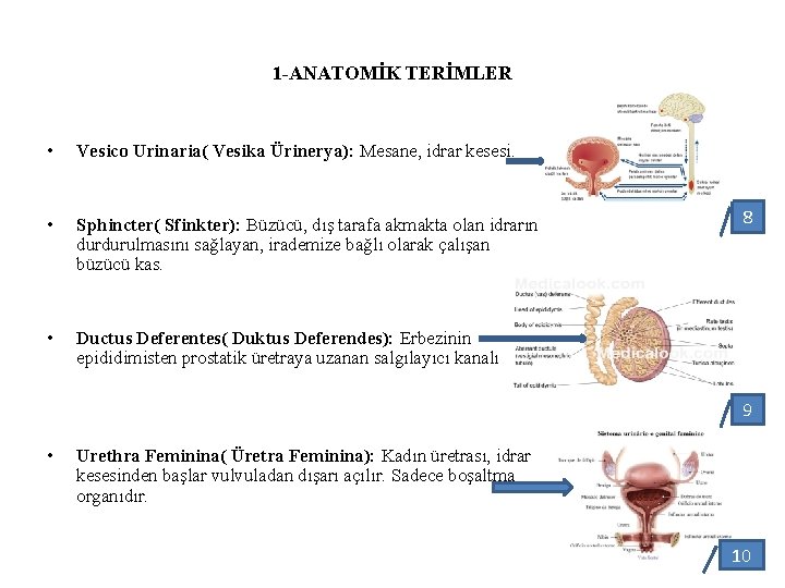 1 -ANATOMİK TERİMLER • Vesico Urinaria( Vesika Ürinerya): Mesane, idrar kesesi. • Sphincter( Sfinkter):