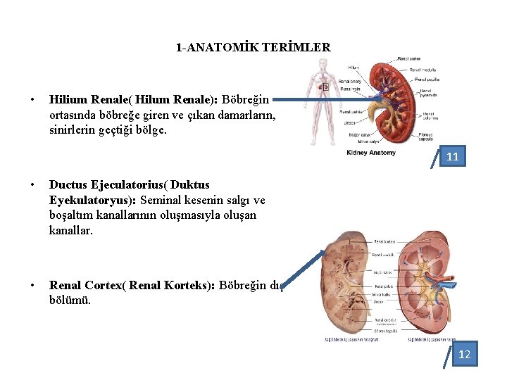1 -ANATOMİK TERİMLER • Hilium Renale( Hilum Renale): Böbreğin ortasında böbreğe giren ve çıkan