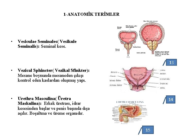1 -ANATOMİK TERİMLER • Vesiculae Seminales( Vesikule Seminalis): Seminal kese. 13 • Vezical Sphincter(