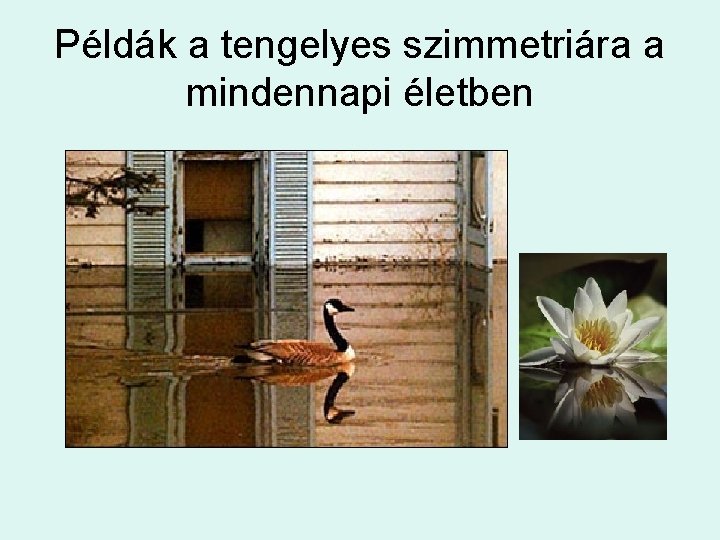 Példák a tengelyes szimmetriára a mindennapi életben 