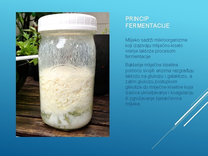 PRINCIP FERMENTACIJE Mlijeko sadrži mikroorganizme koji izazivaju mliječno-kiselo vrenje laktoze procesom fermentacije Bakterije mliječne