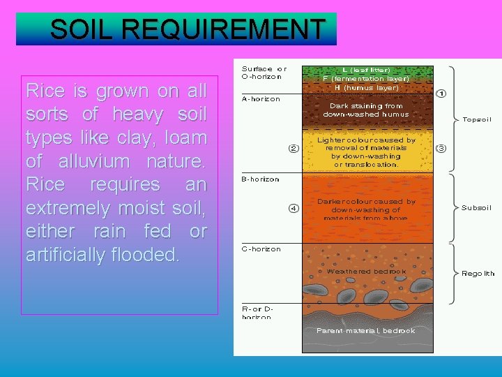 SOIL REQUIREMENT Rice is grown on all sorts of heavy soil types like clay,