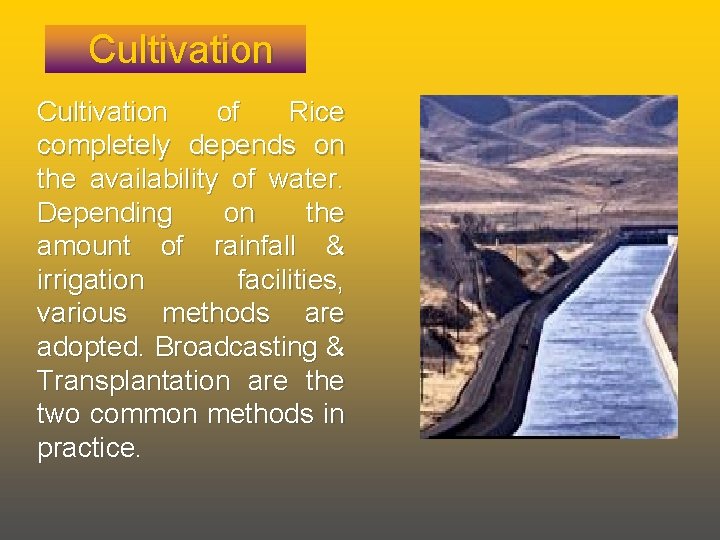 Cultivation of Rice completely depends on the availability of water. Depending on the amount