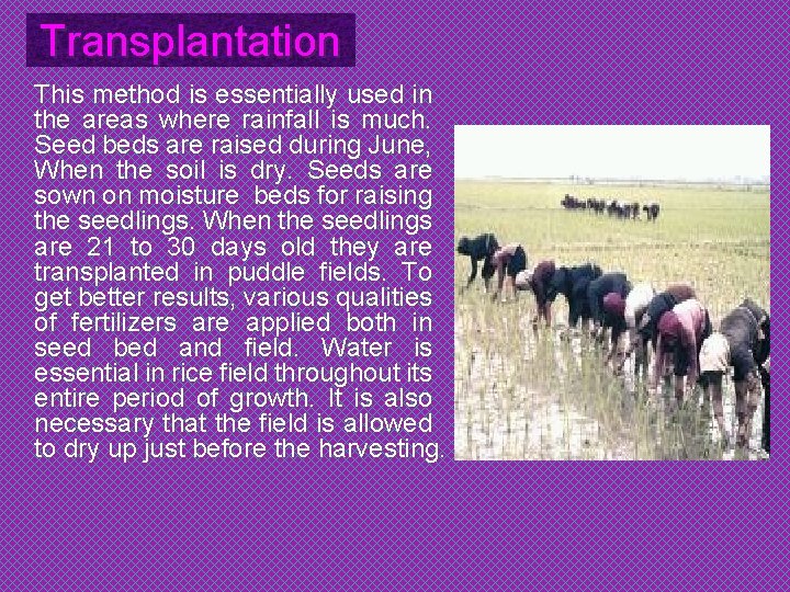 Transplantation This method is essentially used in the areas where rainfall is much. Seed