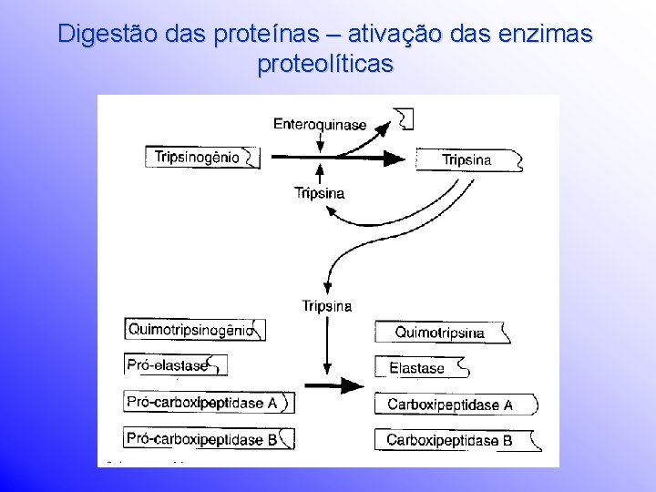 Digestão das proteínas – ativação das enzimas proteolíticas 