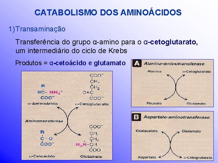 CATABOLISMO DOS AMINOÁCIDOS 1) Transaminação Transferência do grupo α-amino para o α-cetoglutarato, um intermediário