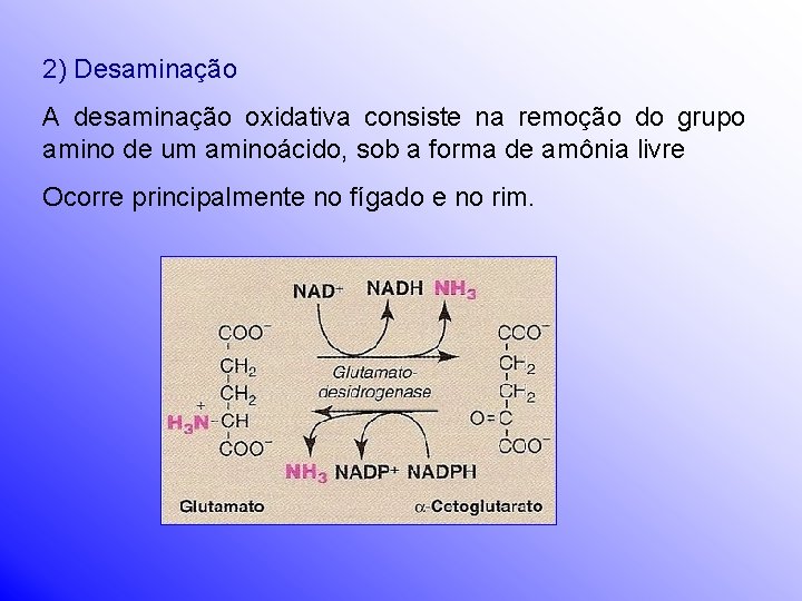 2) Desaminação A desaminação oxidativa consiste na remoção do grupo amino de um aminoácido,