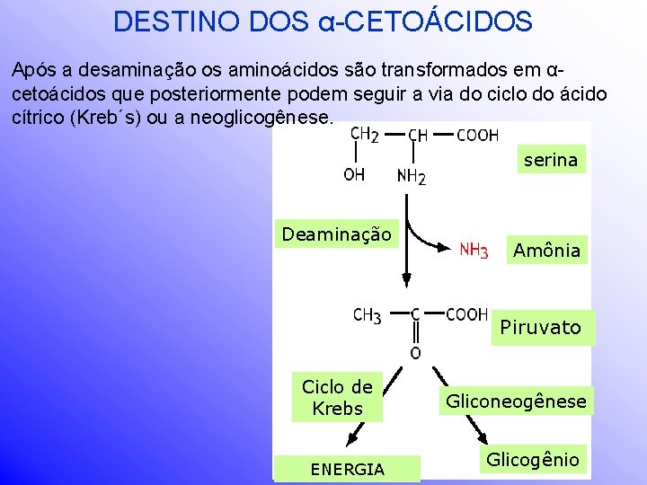 DESTINO DOS α-CETOÁCIDOS Após a desaminação os aminoácidos são transformados em αcetoácidos que posteriormente