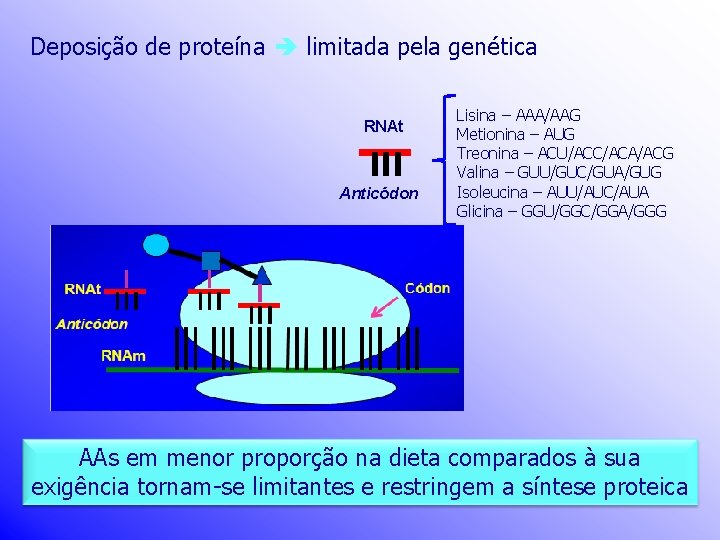 Deposição de proteína limitada pela genética RNAt Anticódon Lisina – AAA/AAG Metionina – AUG