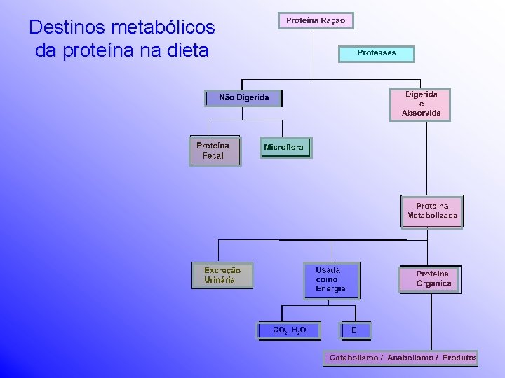 Destinos metabólicos da proteína na dieta 