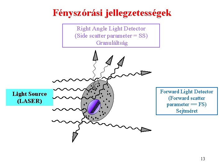 Fényszórási jellegzetességek Right Angle Light Detector (Side scatter parameter = SS) Granuláltság Light Source Fényszórási jellegzetességek Right Angle Light Detector (Side scatter parameter = SS) Granuláltság Light Source