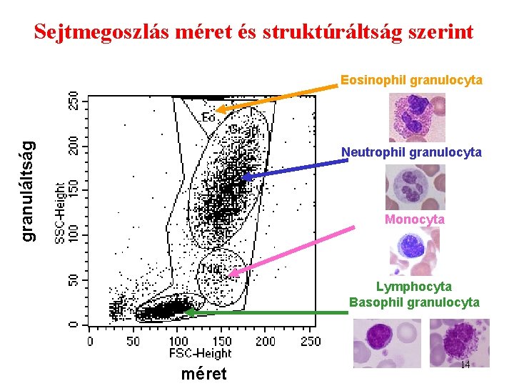 Sejtmegoszlás méret és struktúráltság szerint granuláltság Eosinophil granulocyta Neutrophil granulocyta Monocyta Lymphocyta Basophil granulocyta Sejtmegoszlás méret és struktúráltság szerint granuláltság Eosinophil granulocyta Neutrophil granulocyta Monocyta Lymphocyta Basophil granulocyta