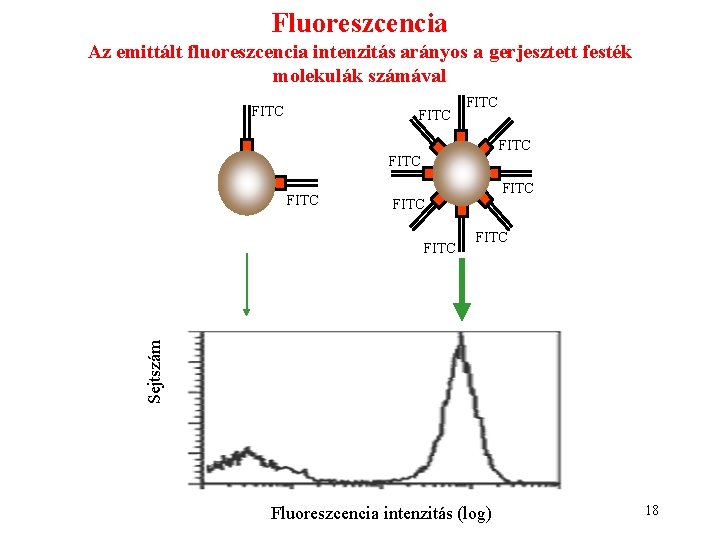Fluoreszcencia Az emittált fluoreszcencia intenzitás arányos a gerjesztett festék molekulák számával FITC FITC FITC Fluoreszcencia Az emittált fluoreszcencia intenzitás arányos a gerjesztett festék molekulák számával FITC FITC FITC
