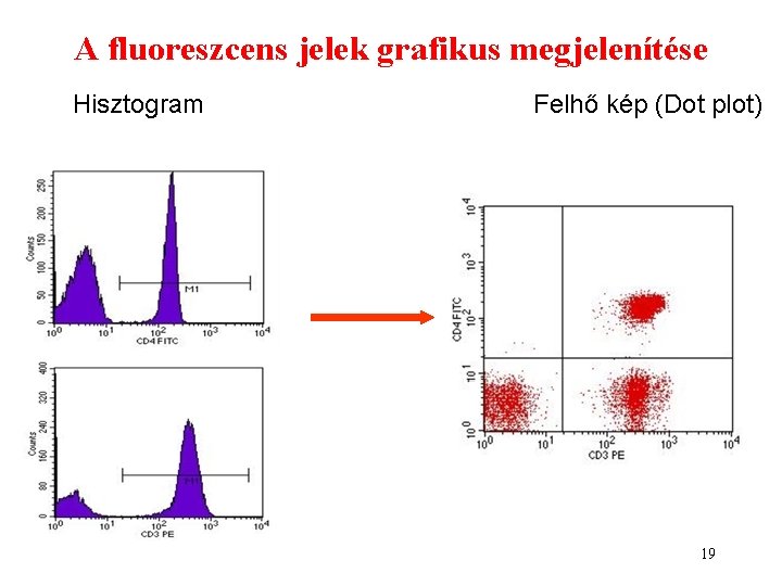 A fluoreszcens jelek grafikus megjelenítése Hisztogram Felhő kép (Dot plot) 19 A fluoreszcens jelek grafikus megjelenítése Hisztogram Felhő kép (Dot plot) 19