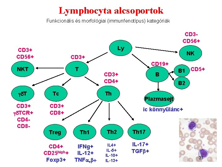 Lymphocyta alcsoportok Funkcionális és morfológiai (immunfenotípus) kategóriák CD 3 CD 56+ Ly CD 3+ Lymphocyta alcsoportok Funkcionális és morfológiai (immunfenotípus) kategóriák CD 3 CD 56+ Ly CD 3+