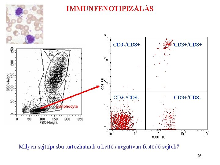 IMMUNFENOTIPIZÁLÁS CD 3 -/CD 8+ CD 3+/CD 8+ CD 3 -/CD 8 - CD IMMUNFENOTIPIZÁLÁS CD 3 -/CD 8+ CD 3+/CD 8+ CD 3 -/CD 8 - CD