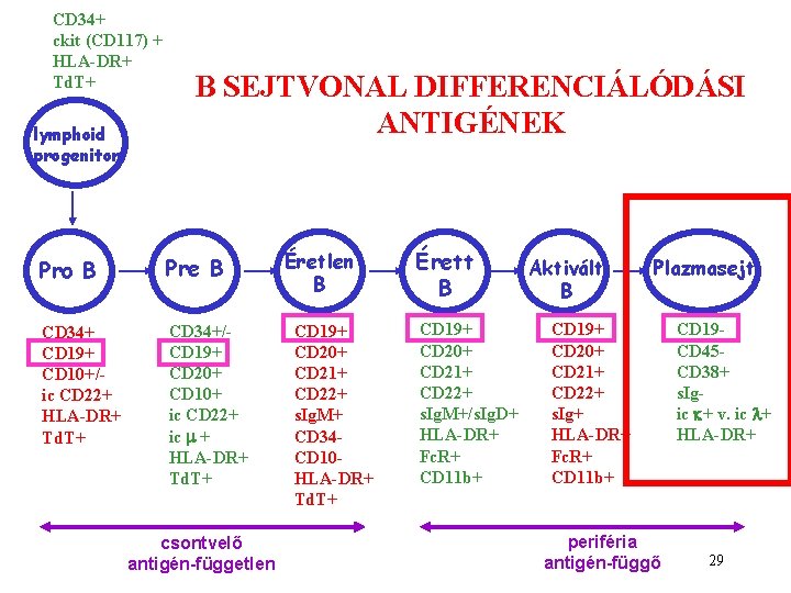 CD 34+ ckit (CD 117) + HLA-DR+ Td. T+ lymphoid progenitor B SEJTVONAL DIFFERENCIÁLÓDÁSI CD 34+ ckit (CD 117) + HLA-DR+ Td. T+ lymphoid progenitor B SEJTVONAL DIFFERENCIÁLÓDÁSI