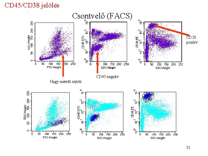 CD 45/CD 38 jelölés Csontvelő (FACS) CD 38 pozitív CD 45 negatív Nagy méretű CD 45/CD 38 jelölés Csontvelő (FACS) CD 38 pozitív CD 45 negatív Nagy méretű