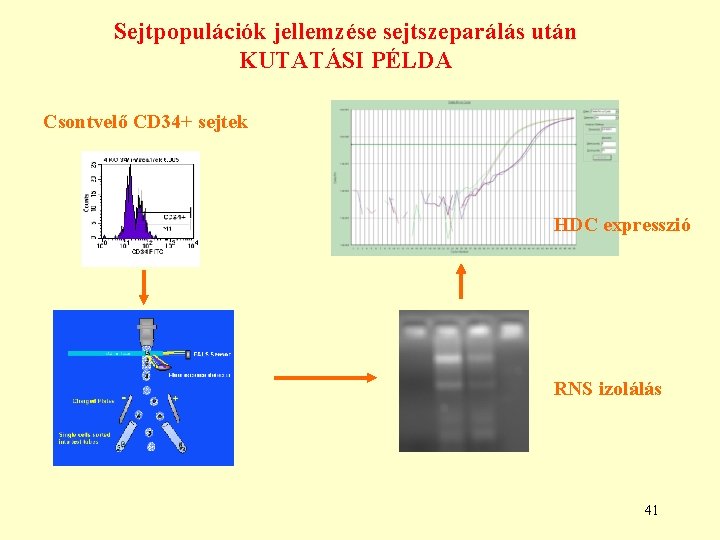 Sejtpopulációk jellemzése sejtszeparálás után KUTATÁSI PÉLDA Csontvelő CD 34+ sejtek HDC expresszió RNS izolálás Sejtpopulációk jellemzése sejtszeparálás után KUTATÁSI PÉLDA Csontvelő CD 34+ sejtek HDC expresszió RNS izolálás