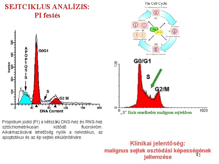 SEJTCIKLUS ANALÍZIS: PI festés „S” fázis emelkedés malignus sejtekben Propidium jodid (PI) a kétszálú SEJTCIKLUS ANALÍZIS: PI festés „S” fázis emelkedés malignus sejtekben Propidium jodid (PI) a kétszálú