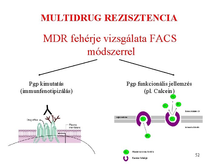 MULTIDRUG REZISZTENCIA MDR fehérje vizsgálata FACS módszerrel Pgp kimutatás (immunfenotipizálás) Pgp funkcionális jellemzés (pl. MULTIDRUG REZISZTENCIA MDR fehérje vizsgálata FACS módszerrel Pgp kimutatás (immunfenotipizálás) Pgp funkcionális jellemzés (pl.
