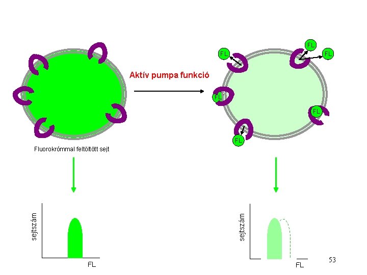 FL FL FL Aktív pumpa funkció FL FL FL sejtszám Fluorokrómmal feltöltött sejt FL FL FL FL Aktív pumpa funkció FL FL FL sejtszám Fluorokrómmal feltöltött sejt FL