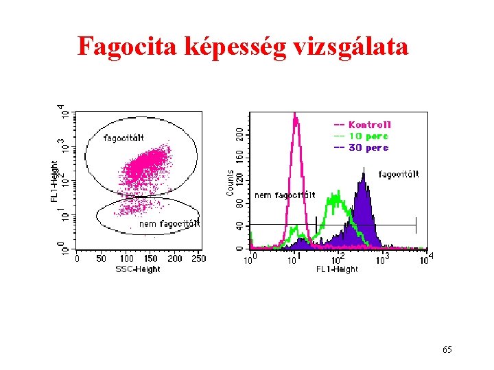 Fagocita képesség vizsgálata 65 Fagocita képesség vizsgálata 65