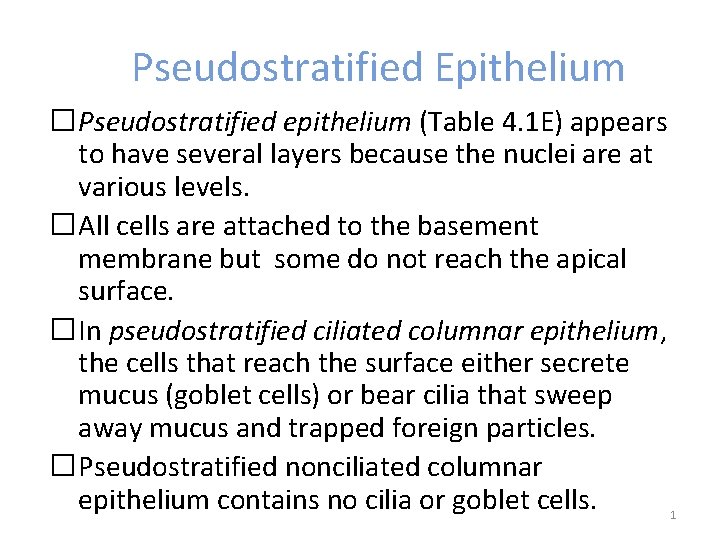 Pseudostratified Epithelium �Pseudostratified epithelium (Table 4. 1 E) appears to have several layers because