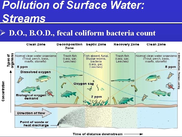 Pollution of Surface Water: Streams Ø D. O. , B. O. D. , fecal