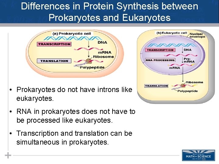 Differences in Protein Synthesis between Prokaryotes and Eukaryotes • Prokaryotes do not have introns