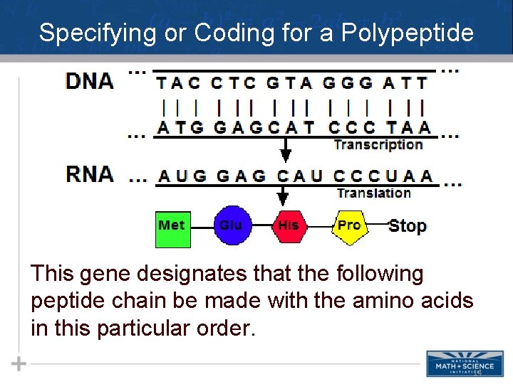 Specifying or Coding for a Polypeptide This gene designates that the following peptide chain