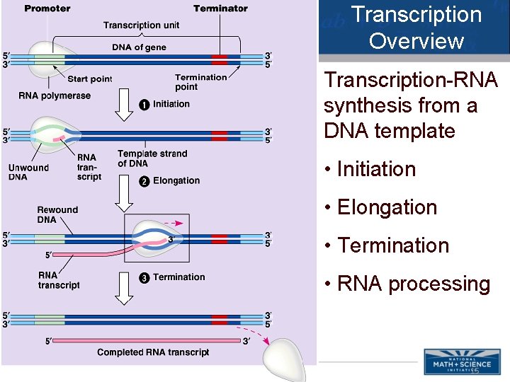 Transcription Overview Transcription-RNA synthesis from a DNA template • Initiation • Elongation • Termination