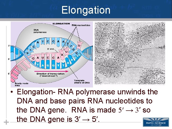 Elongation • Elongation- RNA polymerase unwinds the DNA and base pairs RNA nucleotides to