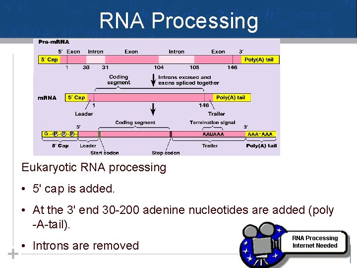 RNA Processing Eukaryotic RNA processing • 5' cap is added. • At the 3'