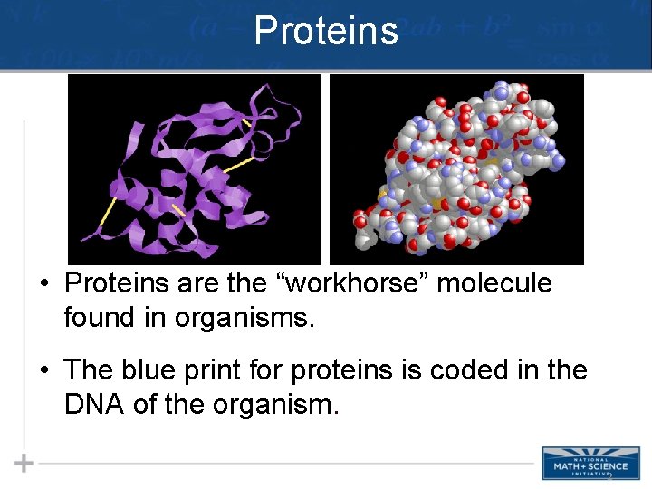 Proteins • Proteins are the “workhorse” molecule found in organisms. • The blue print