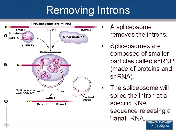 Removing Introns • A spliceosome removes the introns. • Spliceosomes are composed of smaller