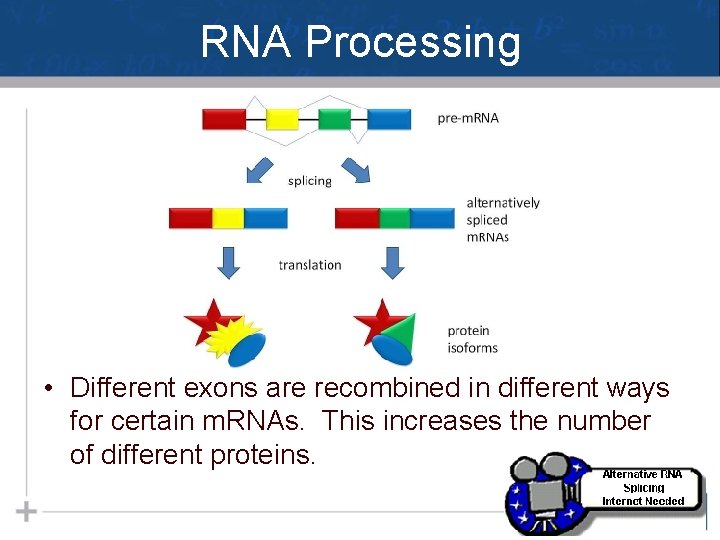 RNA Processing • Different exons are recombined in different ways for certain m. RNAs.