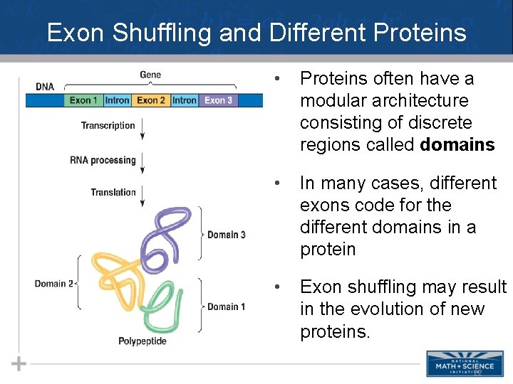 Exon Shuffling and Different Proteins • Proteins often have a modular architecture consisting of