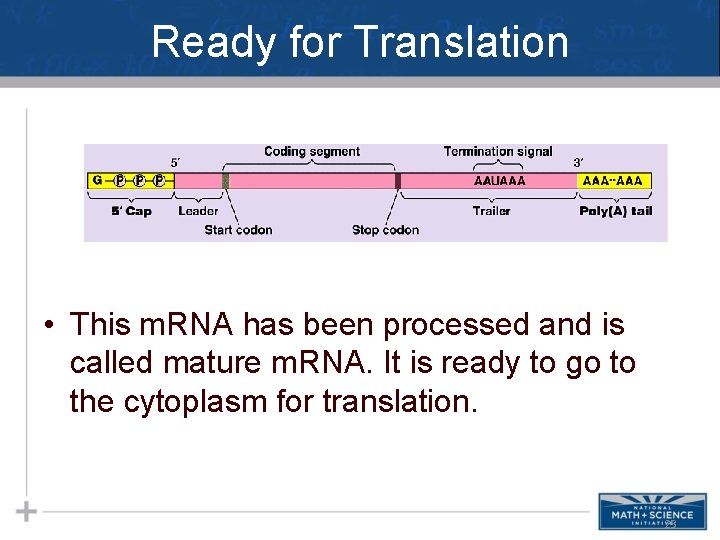 Ready for Translation • This m. RNA has been processed and is called mature