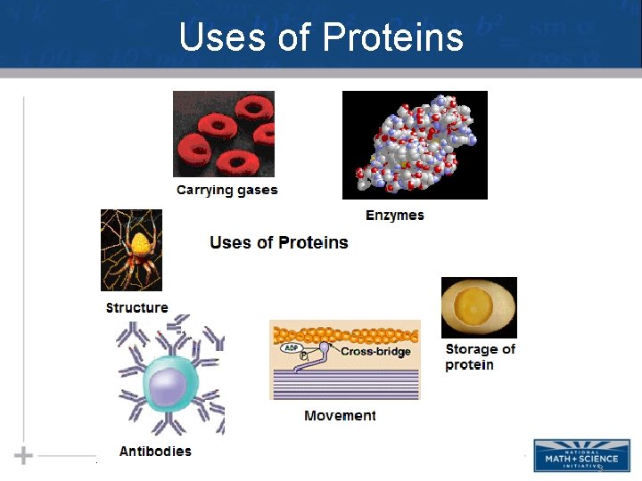 Uses of Proteins 3 